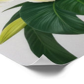 Poster Fleur Frangipani blanc (Coin)