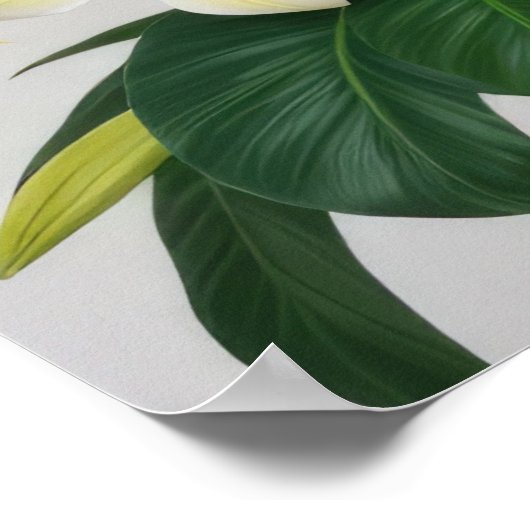 Poster Fleur Frangipani blanc (Coin)