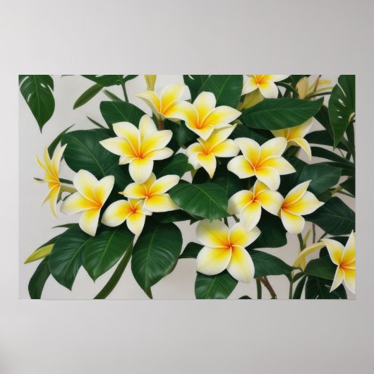 Poster Fleur Frangipani blanc (Devant)
