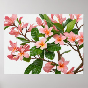 Poster Fleur Frangipani rose