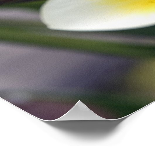 Poster Fleur frangipanienne Îles Cook (Coin)