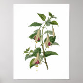 Poster Fleur Fuchsia (Devant)