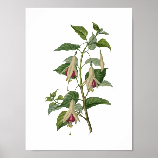 Poster Fleur Fuchsia (Devant)