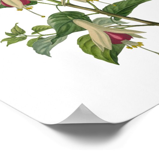 Poster Fleur Fuchsia (Coin)