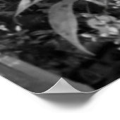 Poster Fleur Fuchsia (Coin)