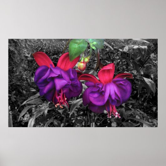 Poster Fleur Fuchsia (Devant)