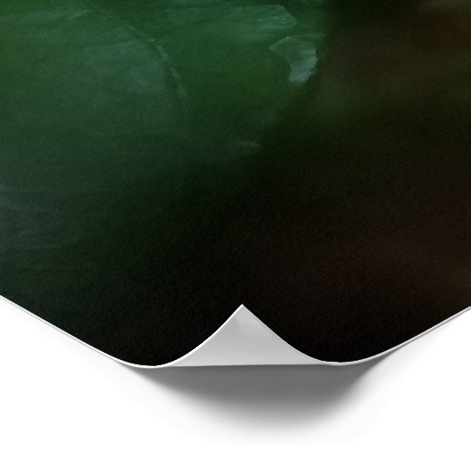 Poster Fleur Gardenia blanche (Coin)