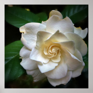 Poster Fleur Gardenia blanche