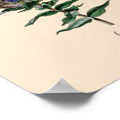 Poster Fleur Gentien (Coin)