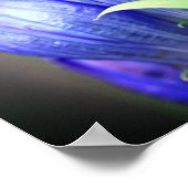 Poster Fleur Gentienne Bleue (Coin)