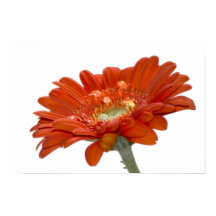 Fleur Gerbera Orange Daisy
