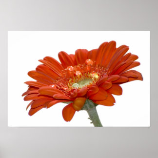 Poster Fleur Gerbera Orange Daisy