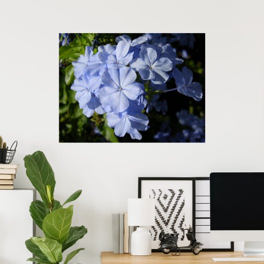 Poster Fleur Hawaiian Blue Plumbago (Bureau à domicile)