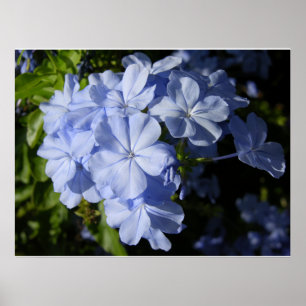 Poster Fleur Hawaiian Blue Plumbago