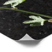 Poster Fleur Hollyhocks, Alcea Alba (Coin)