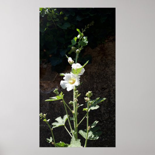 Poster Fleur Hollyhocks, Alcea Alba (Devant)