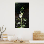 Poster Fleur Hollyhocks, Alcea Alba (Cuisine)