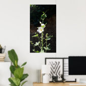 Poster Fleur Hollyhocks, Alcea Alba (Bureau à domicile)