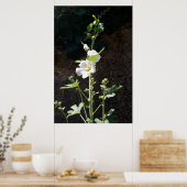 Poster Fleur Hollyhocks, Alcea Alba (Cuisine)