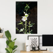 Poster Fleur Hollyhocks, Alcea Alba (Bureau à domicile)