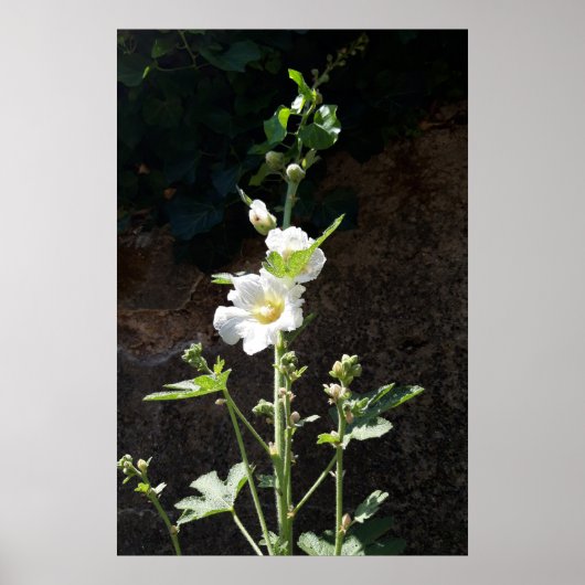 Poster Fleur Hollyhocks, Alcea Alba (Devant)