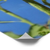 Poster Fleur Hollyhocks, Alcea Rosea (Coin)