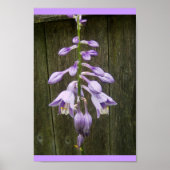 Poster Fleur Hosta (Devant)