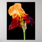 Poster Fleur Iris (Devant)