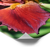 Poster Fleur Iris à base de bière racine (Coin)