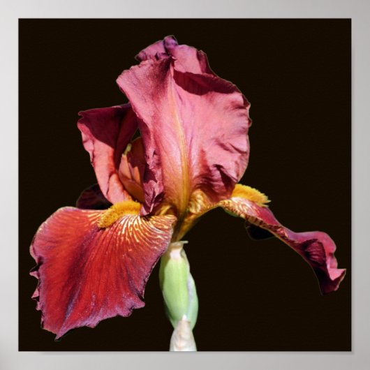 Poster Fleur Iris à base de bière racine (Devant)