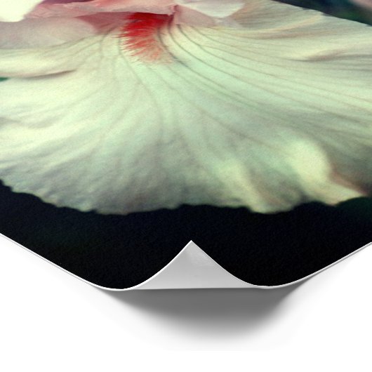 Poster Fleur Iris À Peach (Coin)