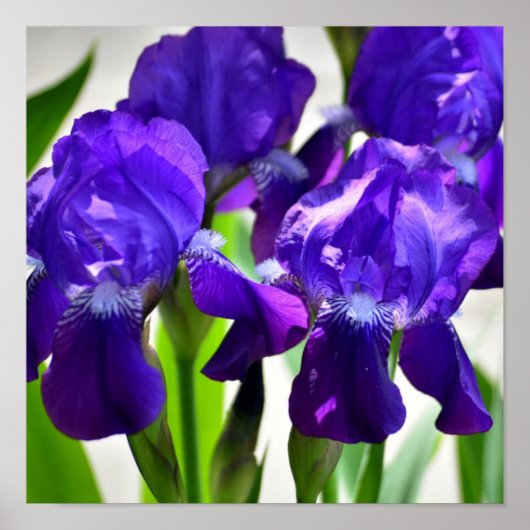 Poster Fleur Iris Iris Violet (Devant)