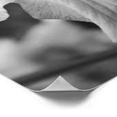 Poster Fleur Iris Japonaise Gros Noir Et Blanc (Coin)