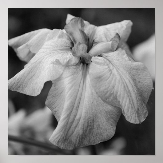Poster Fleur Iris Japonaise Gros Noir Et Blanc (Devant)