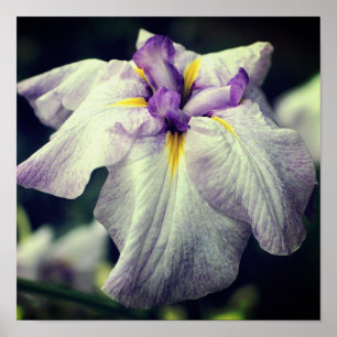 Poster Fleur Iris Japonaise Violet Gros plan
