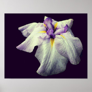 Poster Fleur Iris Japonaise Violet Gros plan