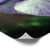 Poster Fleur Iris Japonaise Violet Se Dépliant (Coin)