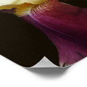 Poster Fleur Iris Jaune (Coin)