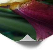 Poster Fleur Iris Jaune (Coin)