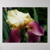 Poster Fleur Iris Jaune (Devant)
