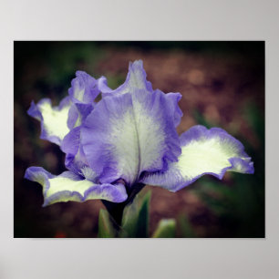 Poster Fleur Iris Lavande Et Blanc