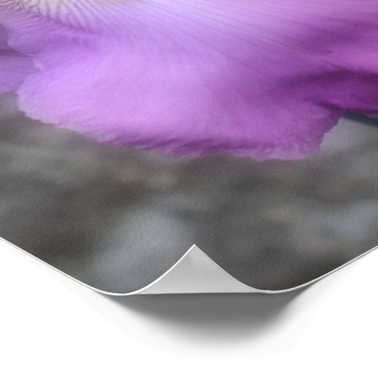 Poster Fleur Iris Lavande Rêve (Coin)