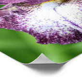 Poster Fleur Iris Pâté De Violet Et Blanc (Coin)