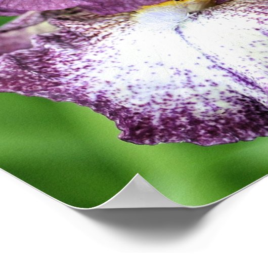 Poster Fleur Iris Pâté De Violet Et Blanc (Coin)