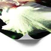 Poster Fleur Iris Peach Bearé 2 Haut (Coin)