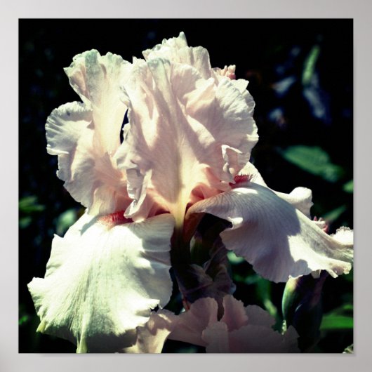 Poster Fleur Iris Peach Bearé 2 Haut (Devant)