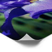 Poster Fleur Iris Pourpre À Pois (Coin)
