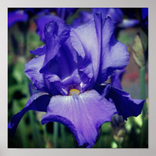 Poster Fleur Iris Pourpre À Pois