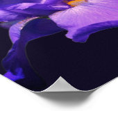 Poster Fleur Iris Pourpre À Pois (Coin)
