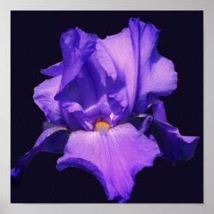 Poster Fleur Iris Pourpre À Pois